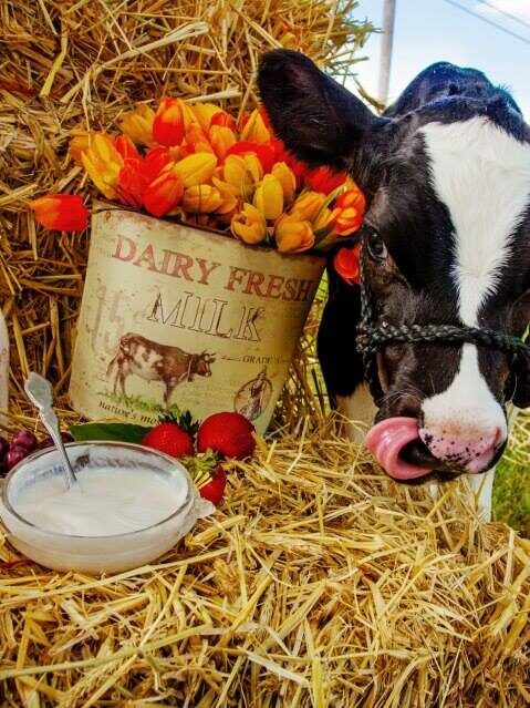 dairy products from farmers