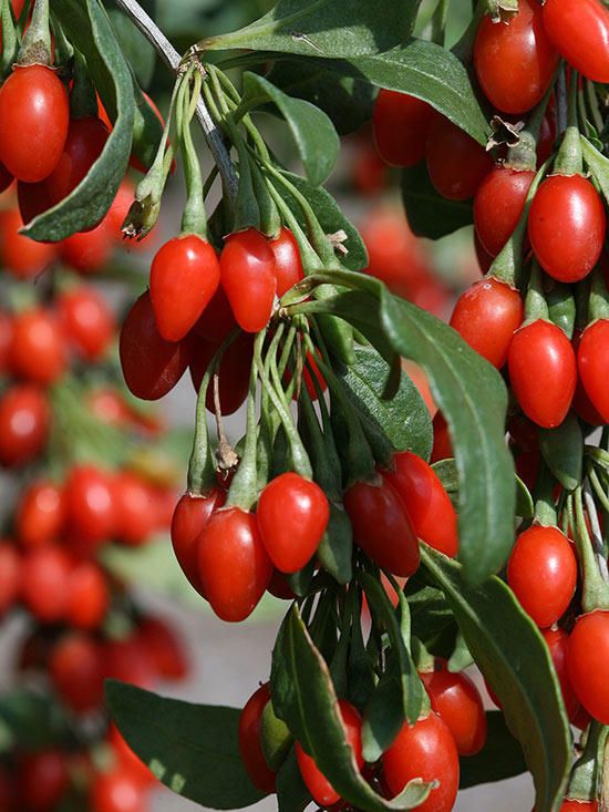 Goji Berries