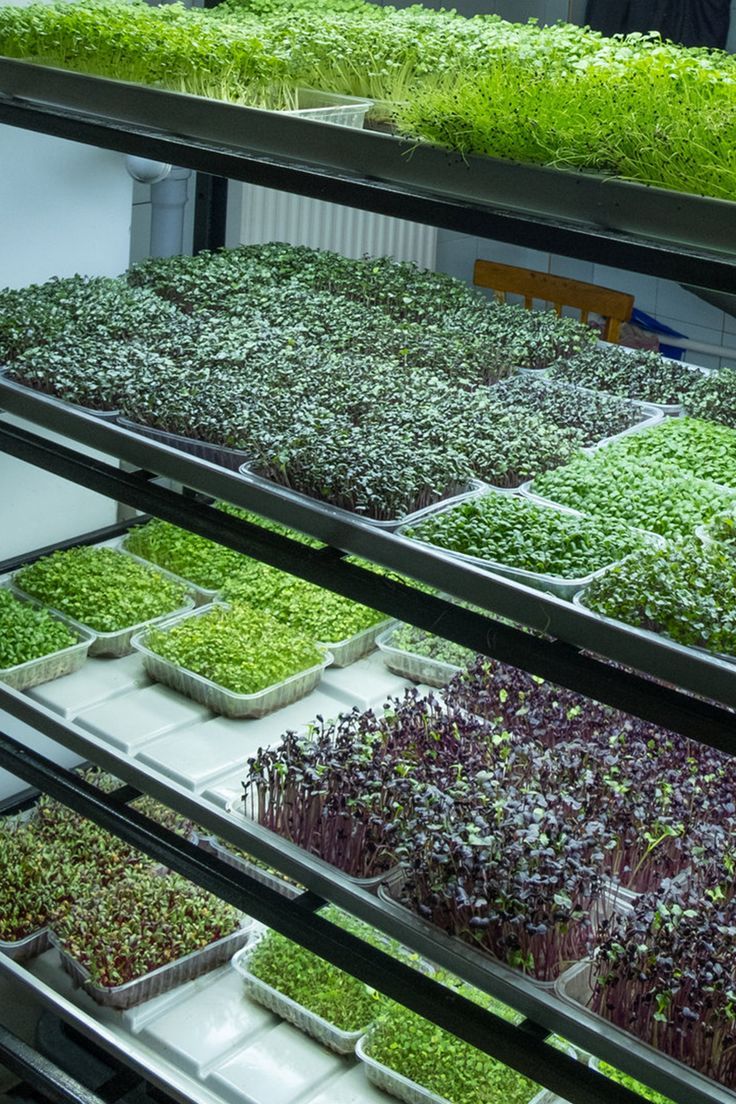 Microgreens Indoor vs. Outdoor