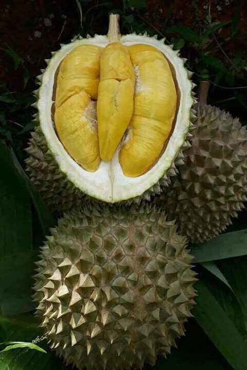 Durian