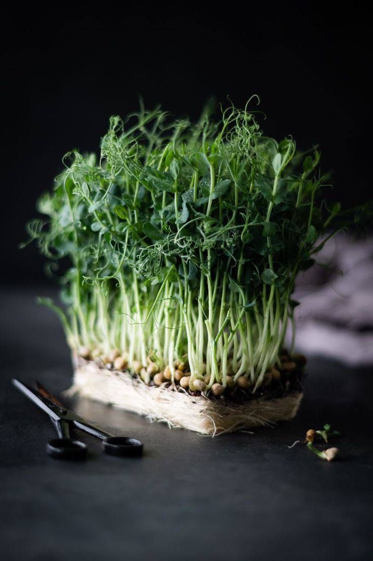 Microgreens 