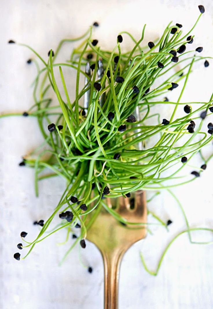 radish microgreens