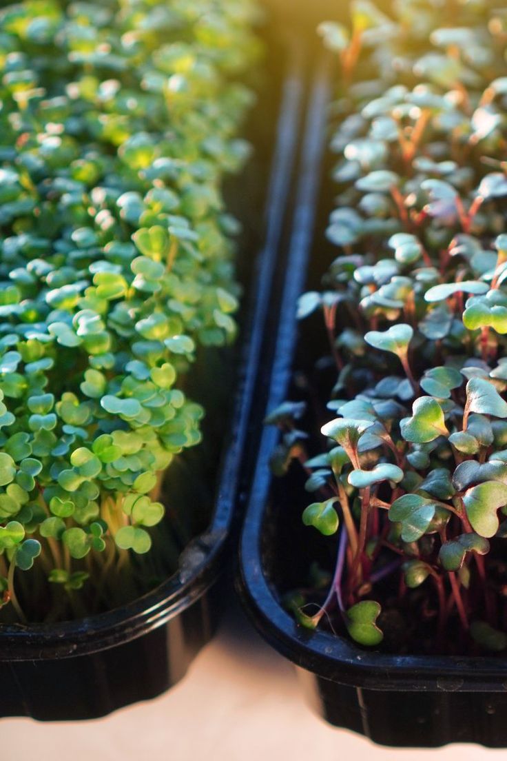 Microgreen