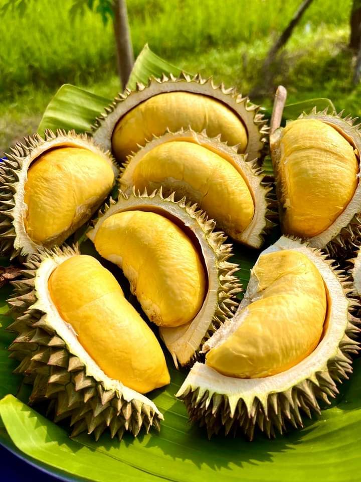 durian