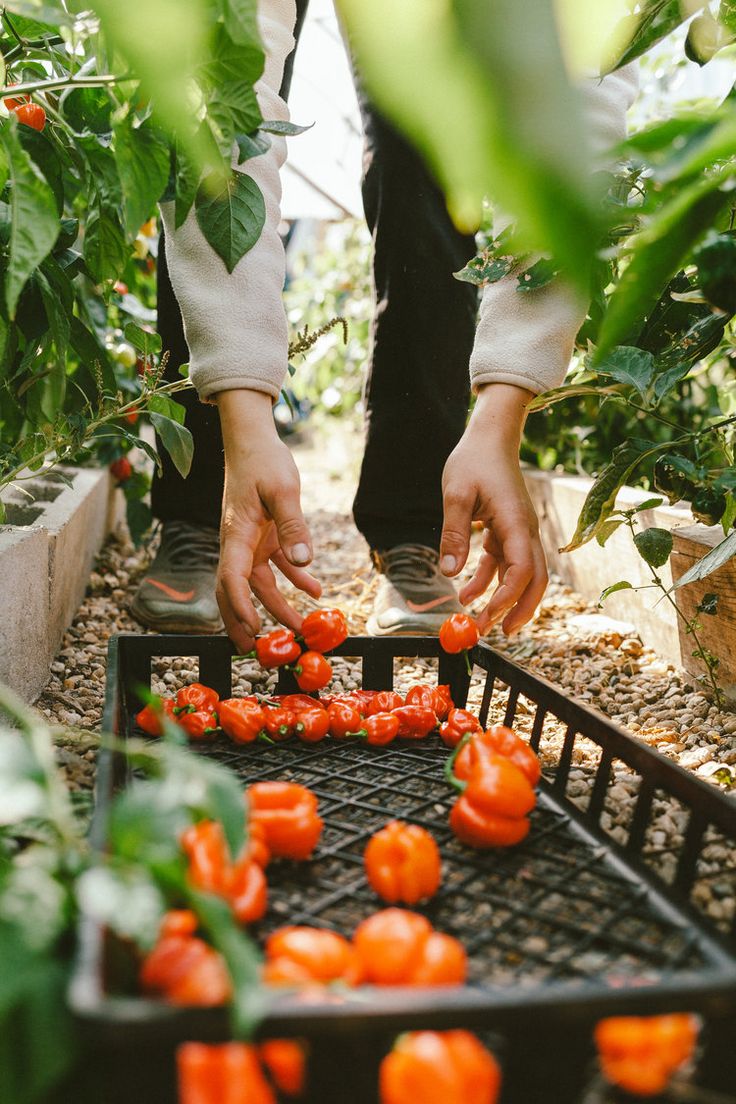 fresh vegetables straight from the garden